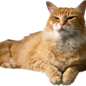 Cat sleeping PNG
