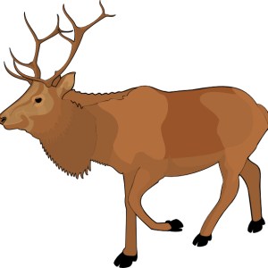 Moose, elk PNG