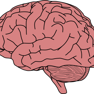 Brain PNG