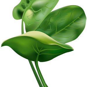Spinach PNG