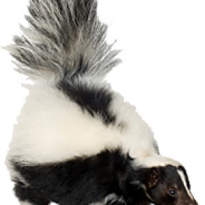 Skunk PNG