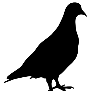 Pigeon PNG