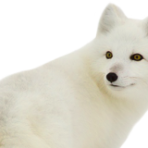 Arctic fox PNG