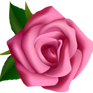 Rose PNG