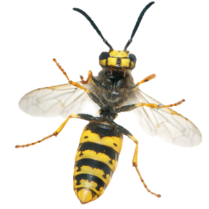 Wasp PNG