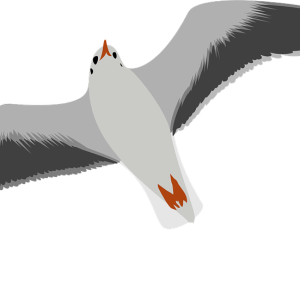 Gull PNG