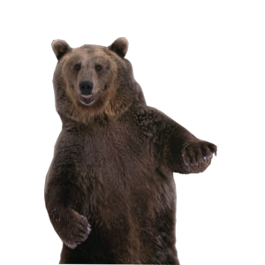 bear PNG