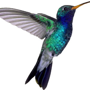 Hummingbird PNG