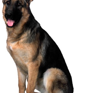 German Shepherd PNG