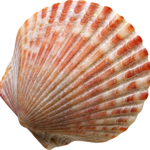 Seashell PNG