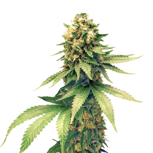 Cannabis PNG