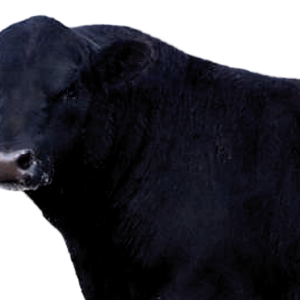 cow PNG