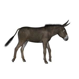Donkey PNG