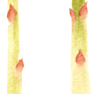 Asparagus PNG