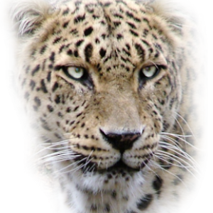 Leopard PNG