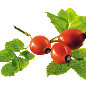 Rose hip PNG