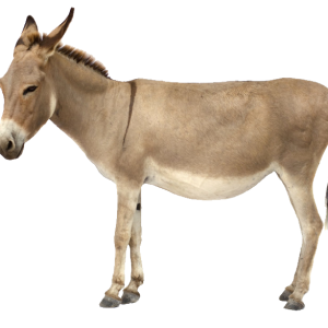 Donkey PNG