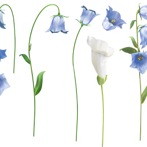 Bellflower PNG