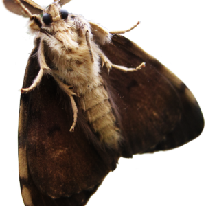 Moth PNG