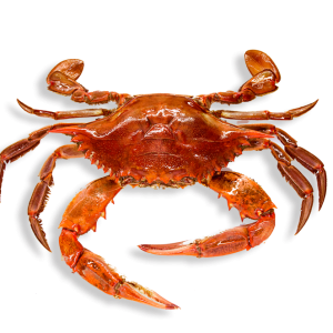 Crab PNG