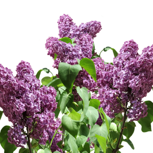 Lilac PNG