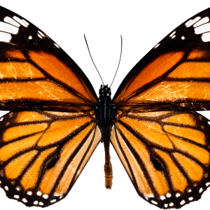 Butterfly PNG image