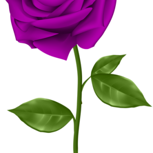 Rose PNG