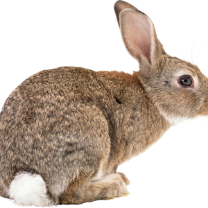Rabbit PNG image