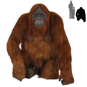 Orangutan PNG