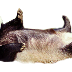 Badger PNG