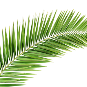 Palm tree PNG