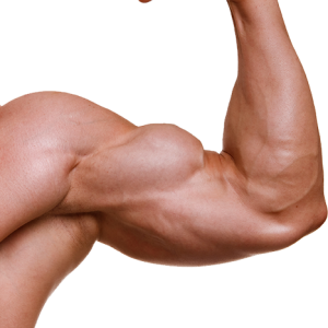 Muscle hand PNG