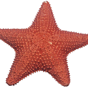 Starfish PNG