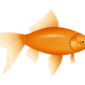 gold fish PNG image