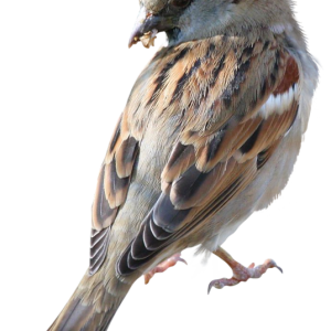 Sparrow PNG