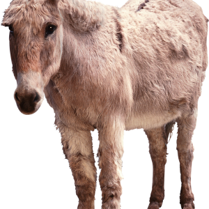 Donkey PNG