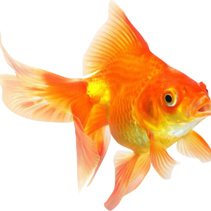 Goldfish PNG