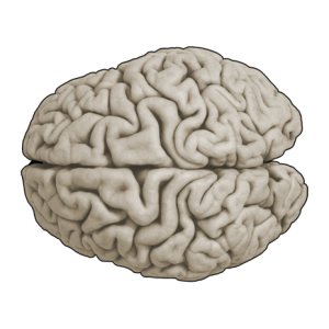 Brain PNG