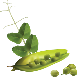 Pea PNG