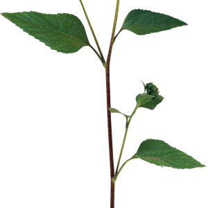Sunflower PNG