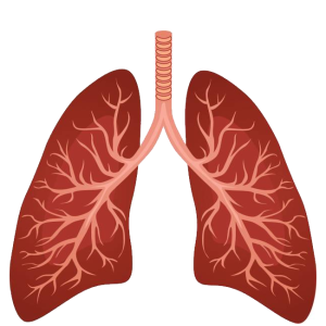 Lungs PNG