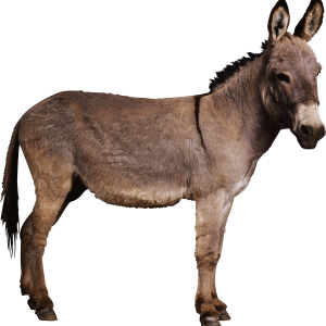 Donkey PNG