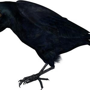 Raven PNG