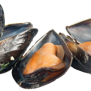 Mussel PNG