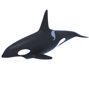 Killer whale PNG