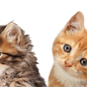 2 cats PNG