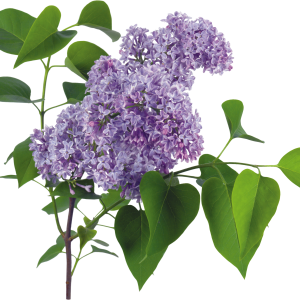 Lilac PNG