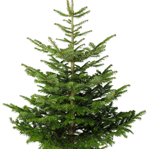 Fir-tree PNG image