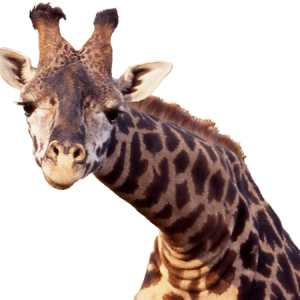 Giraffe PNG