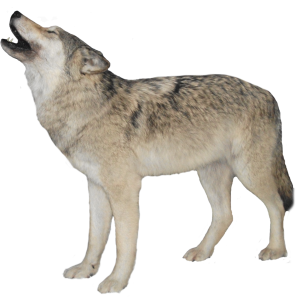 black wolf png image, picture, download